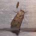 Agrotis segetum