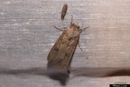 Agrotis segetum
