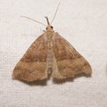 Hypena proboscidalis