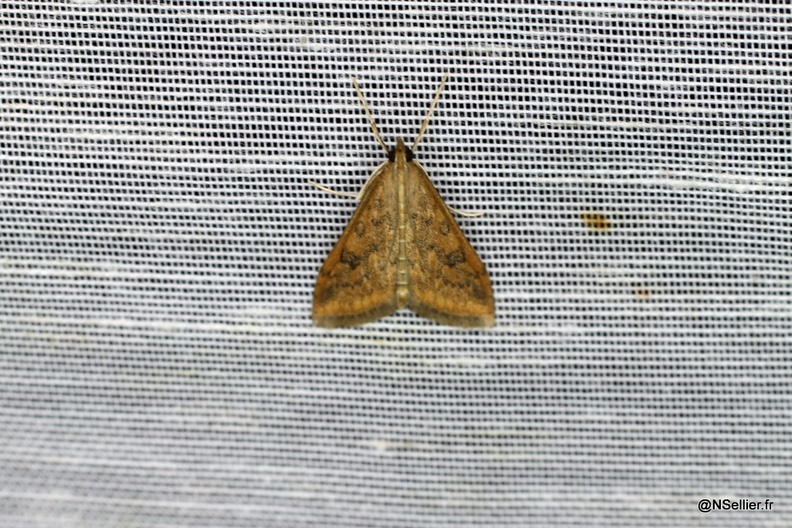 Chasse Aux Papillons - Chizé - 28-10-2011 - Udea ferrugalis (18).jpg