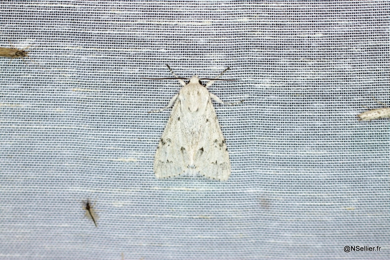 Chasse Aux Papillons - La Crèche - 03-07-2011 - Acronicta leporina (60).jpg
