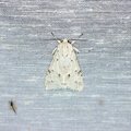 Acronicta leporina