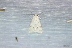 Acronicta leporina