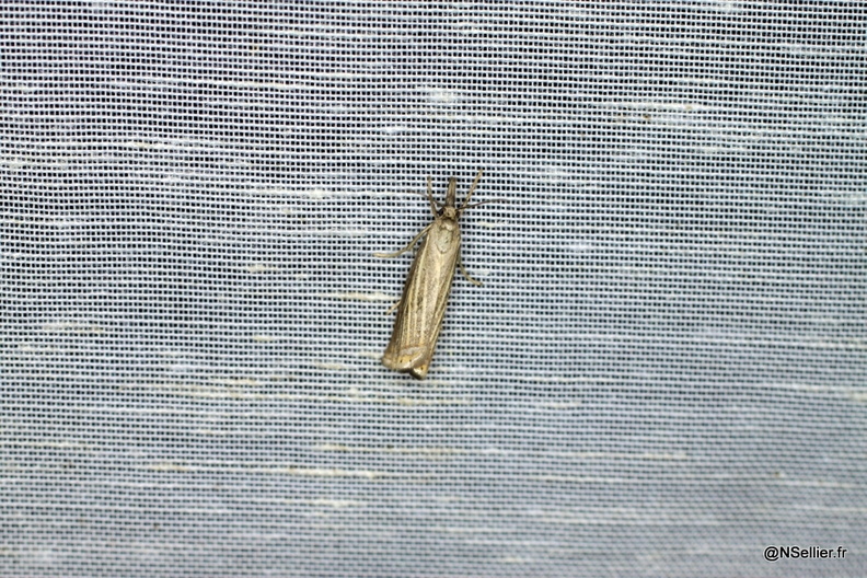 Chasse Aux Papillons - La Crèche - 03-07-2011 - Chrysoteuchia culmella (14).jpg