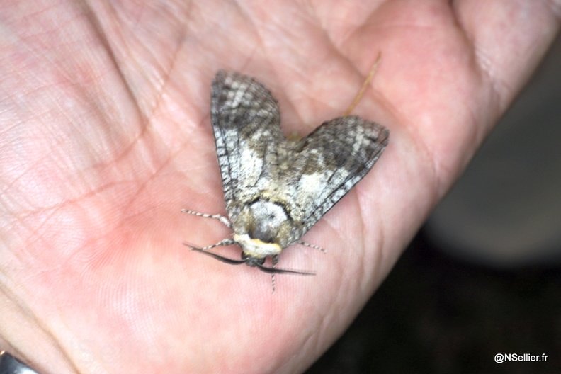 Chasse Aux Papillons - La Crèche - 03-07-2011 - Cossus cossus (37).jpg