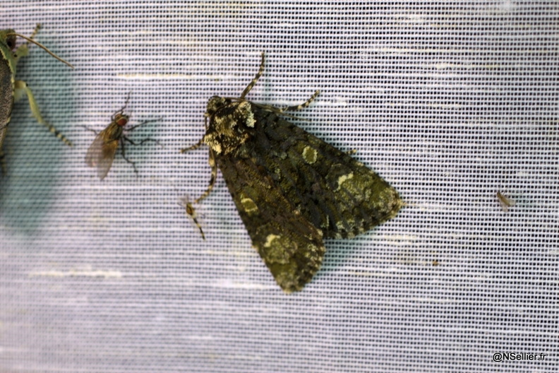 Chasse Aux Papillons - La Crèche - 03-07-2011 - Craniophora ligustri (43).jpg