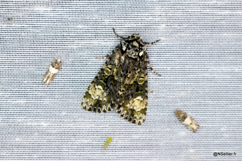 Chasse Aux Papillons - La Crèche - 03-07-2011 - Craniophora ligustri (58).jpg