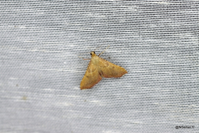 Chasse Aux Papillons - La Crèche - 03-07-2011 - Endotricha flammealis (13).jpg