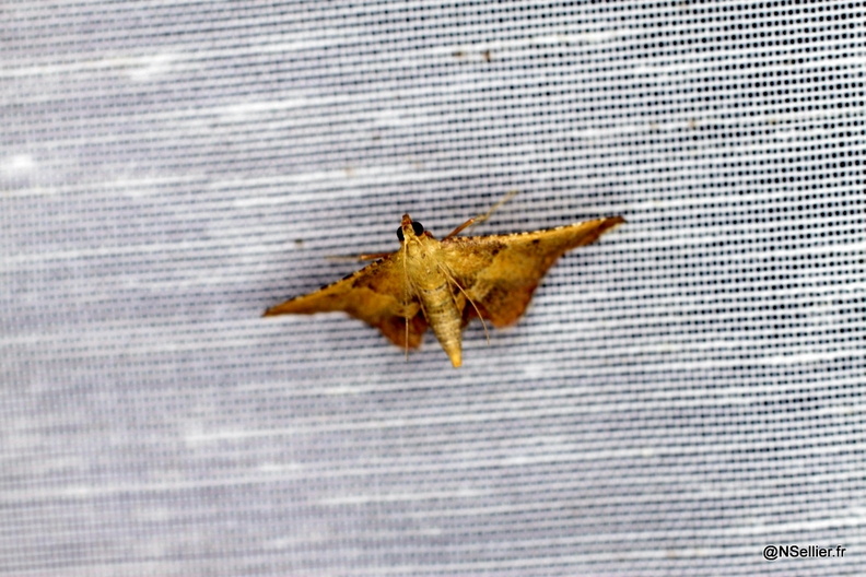 Chasse Aux Papillons - La Crèche - 03-07-2011 - Endotricha flammealis (54).jpg