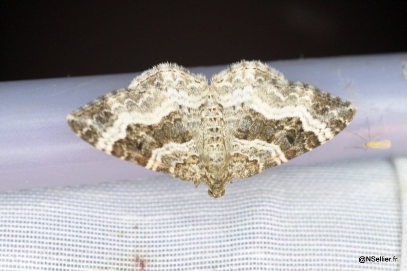 Chasse Aux Papillons - La Crèche - 03-07-2011 - Epirrhoe alternata (59).jpg