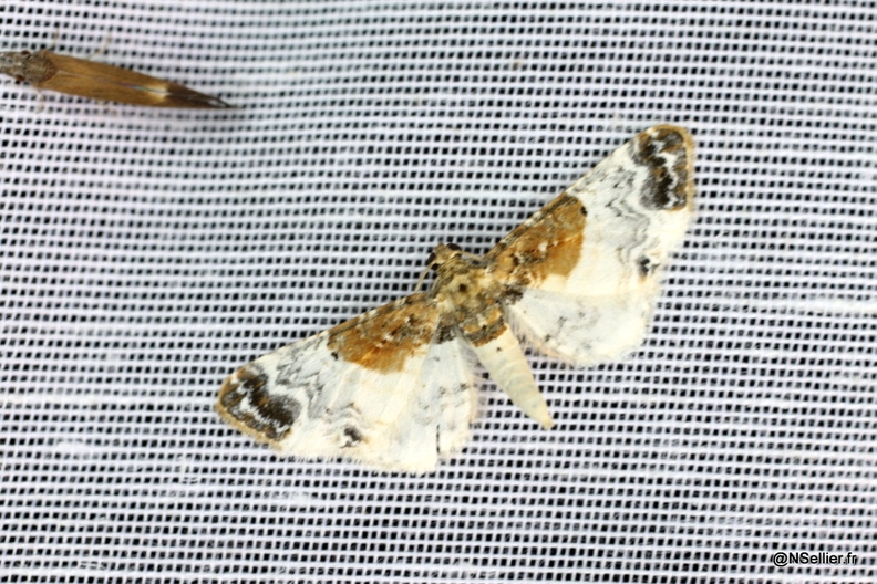 Chasse Aux Papillons - La Crèche - 03-07-2011 - Eupithecia breviculata (31).jpg