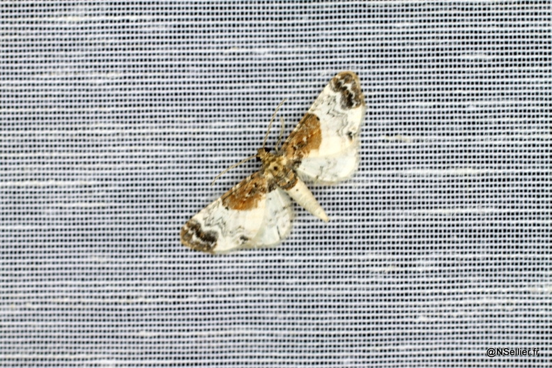 Chasse Aux Papillons - La Crèche - 03-07-2011 - Eupithecia breviculata (32).jpg