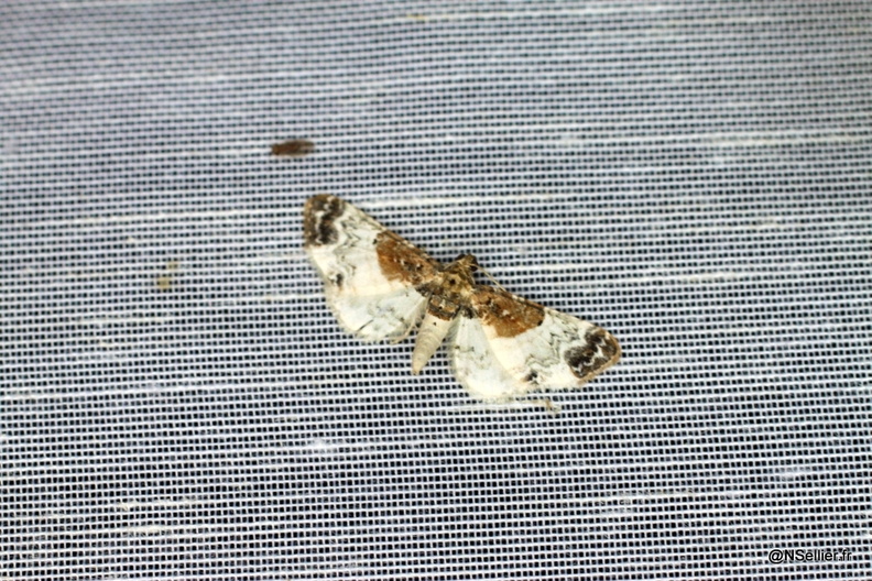 Chasse Aux Papillons - La Crèche - 03-07-2011 - Eupithecia breviculata (42).jpg