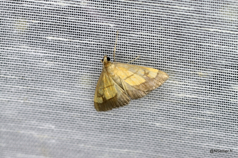 Evergestis limbata