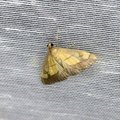 Evergestis limbata