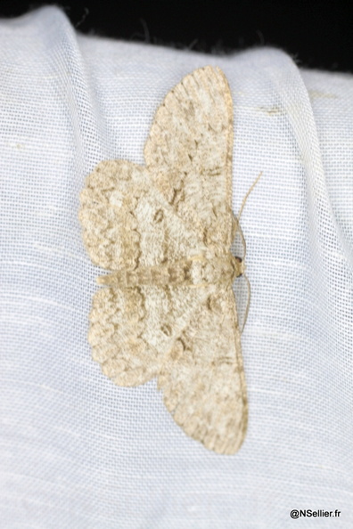 Chasse Aux Papillons - La Crèche - 03-07-2011 - Hypomecis punctinalis (56).jpg