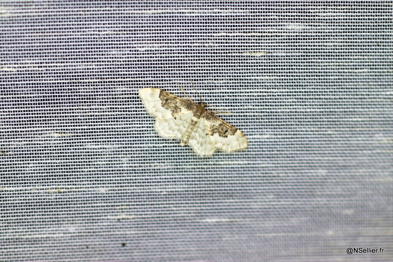 Chasse Aux Papillons - La Crèche - 03-07-2011 - Idaea rusticata (1).jpg