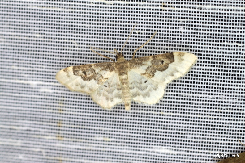 Chasse Aux Papillons - La Crèche - 03-07-2011 - Idaea rusticata (8).jpg