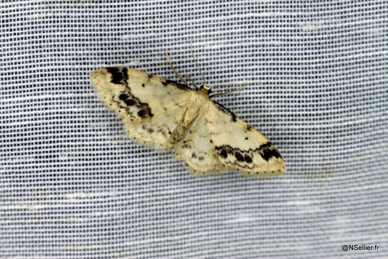 Chasse Aux Papillons - La Crèche - 03-07-2011 - Idaea trigeminata (35).jpg