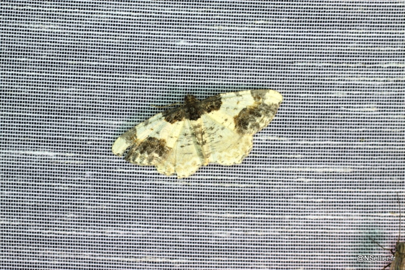 Chasse Aux Papillons - La Crèche - 03-07-2011 - Ligdia adustata (5).jpg