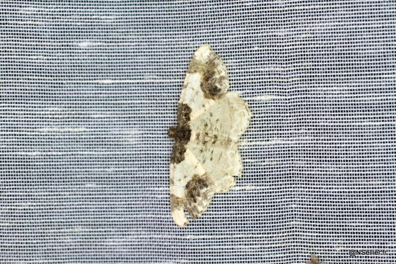 Chasse Aux Papillons - La Crèche - 03-07-2011 - Ligdia adustata (34).jpg