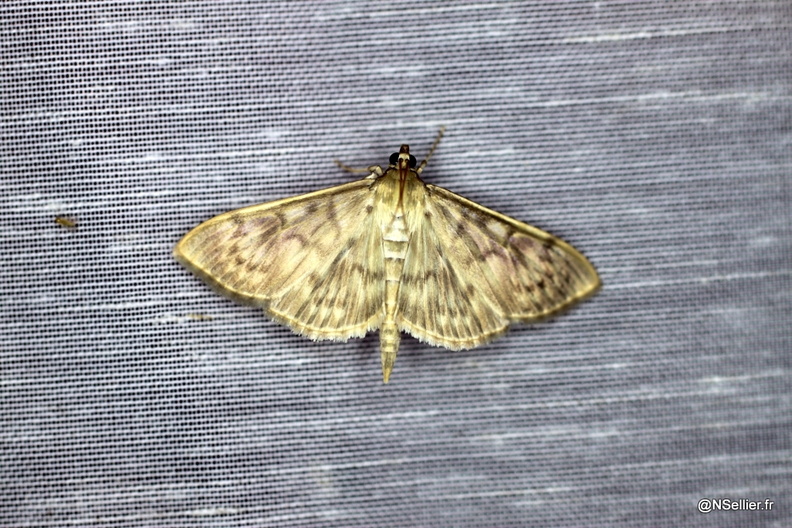 Chasse Aux Papillons - La Crèche - 03-07-2011 - Patania ruralis (2).jpg