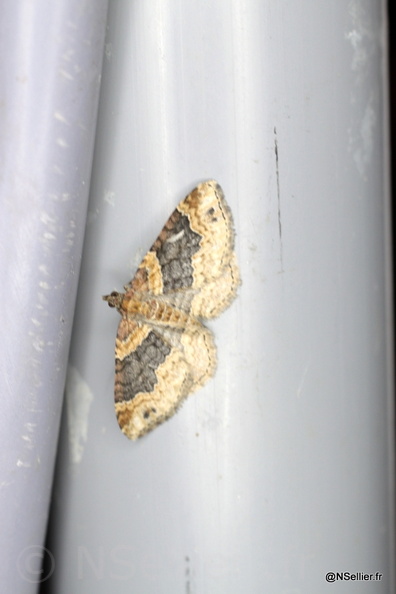 Chasse Aux Papillons - La Crèche - 03-07-2011 - Xanthorhoe ferrugata (57).jpg