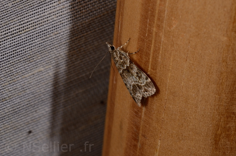 Chasse Aux Papillons - Chizé - 11-08-2012 - Eudonia mercurella (27).JPG
