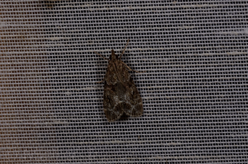 Chasse Aux Papillons - Chizé - 11-08-2012 - Eudonia mercurella (46).JPG