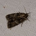 Acronicta rumicis