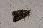 Acronicta rumicis