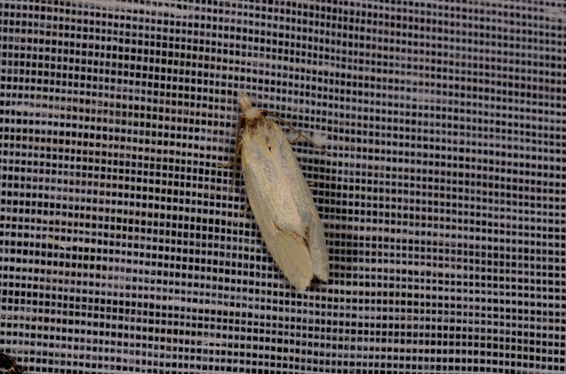Chasse Aux Papillons - Mautré - 19-08-2012 - Agapeta hamana (73).JPG