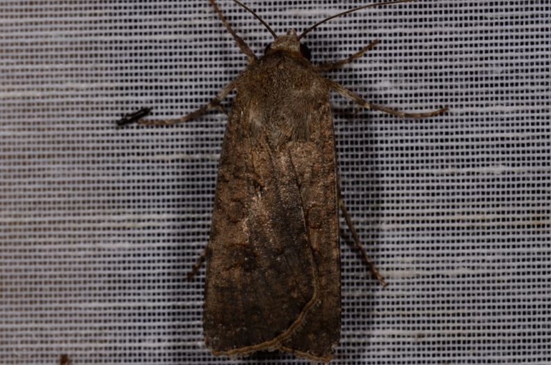 Chasse Aux Papillons - Mautré - 19-08-2012 - Agrotis segetum (14).JPG
