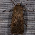 Agrotis segetum