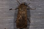 Agrotis segetum