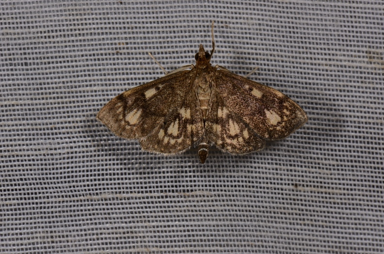 Chasse Aux Papillons - Mautré - 19-08-2012 - Anania stachydalis (63).JPG