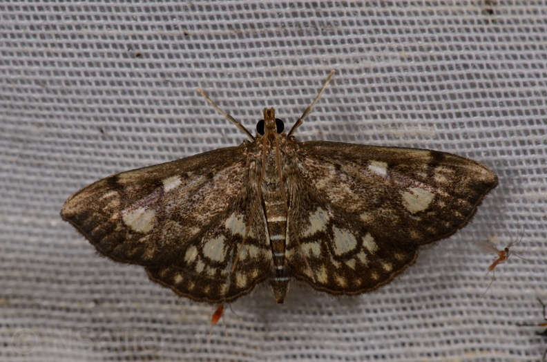 Chasse Aux Papillons - Mautré - 19-08-2012 - Anania stachydalis (64).JPG