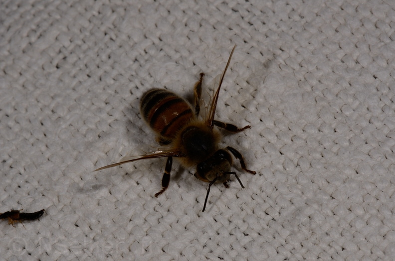 Chasse Aux Papillons - Mautré - 19-08-2012 - Apis mellifera (15).JPG