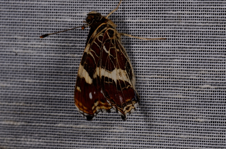 Chasse Aux Papillons - Mautré - 19-08-2012 - Araschnia levana (79).JPG