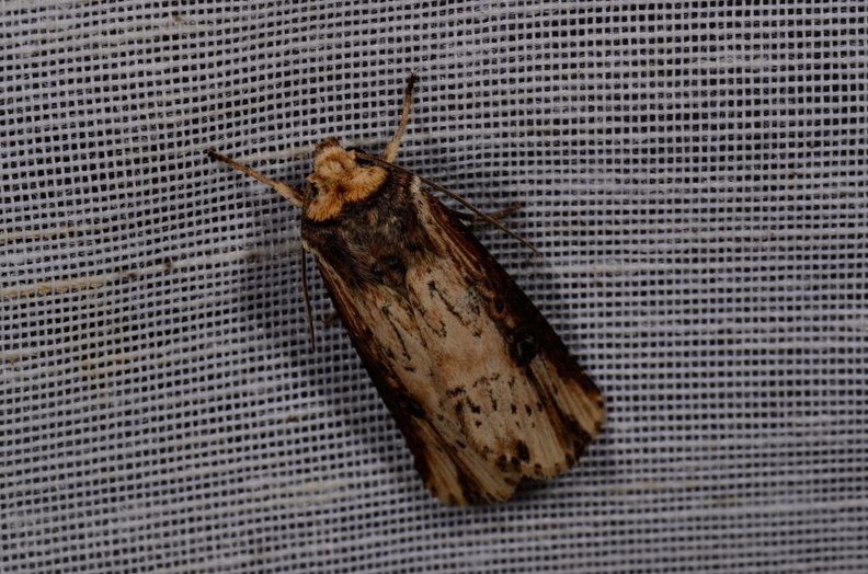Chasse Aux Papillons - Mautré - 19-08-2012 - Axylia putris (42).JPG