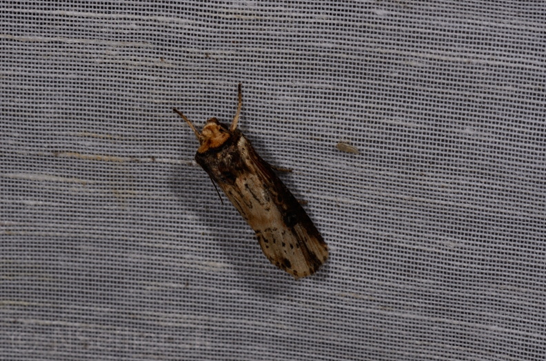 Chasse Aux Papillons - Mautré - 19-08-2012 - Axylia putris (81).JPG