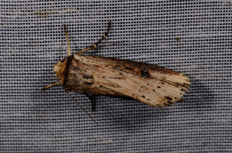 Chasse Aux Papillons - Mautré - 19-08-2012 - Axylia putris (92).JPG