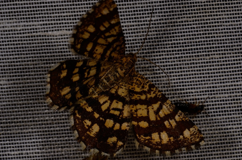 Chasse Aux Papillons - Mautré - 19-08-2012 - Chiasmia clathrata (50).JPG