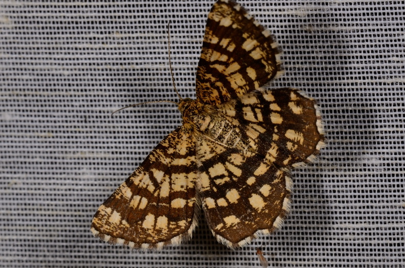 Chasse Aux Papillons - Mautré - 19-08-2012 - Chiasmia clathrata (144).JPG