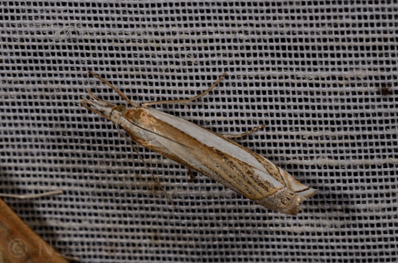 Chasse Aux Papillons - Mautré - 19-08-2012 - Crambus silvella (118).JPG