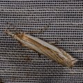 Crambus pascuella