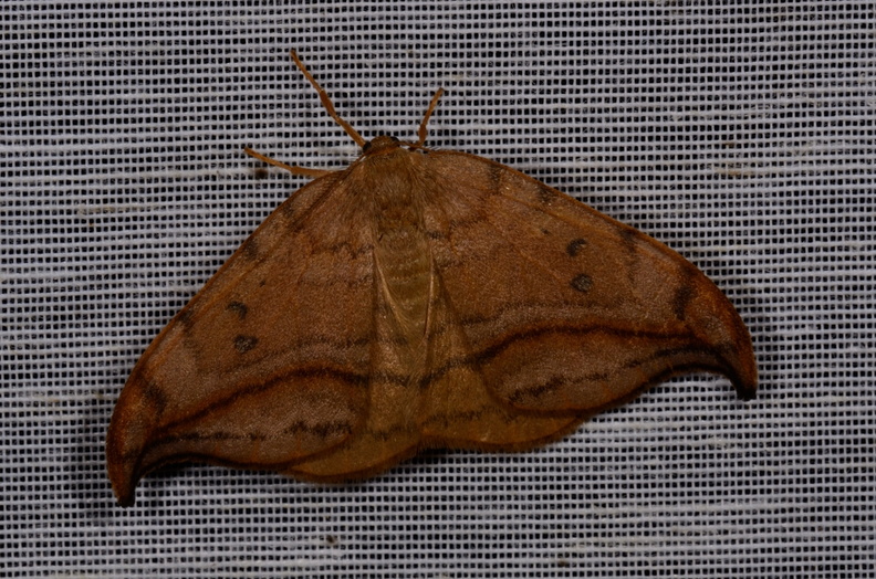Chasse Aux Papillons - Mautré - 19-08-2012 - Drepana curvatula (18).JPG