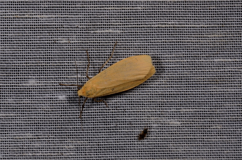 Chasse Aux Papillons - Mautré - 19-08-2012 - Eilema sororcula (31).JPG