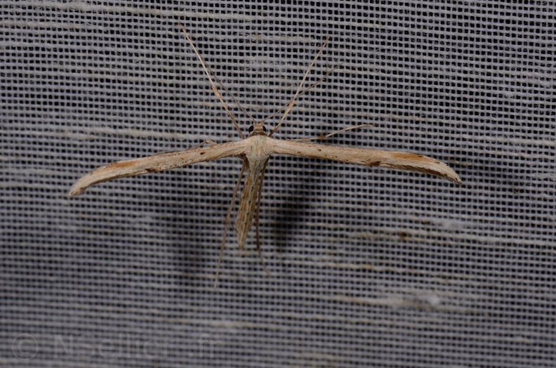 Chasse Aux Papillons - Mautré - 19-08-2012 - Emmelina monodactyla (116).JPG