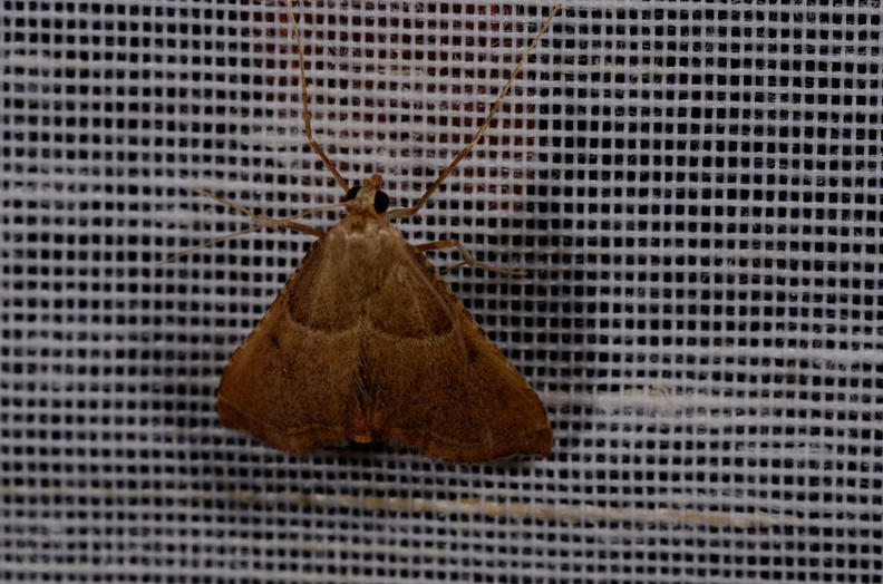 Chasse Aux Papillons - Mautré - 19-08-2012 - Endotricha flammealis (66).JPG